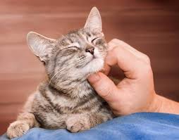 cat getting pets