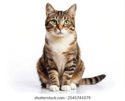 gray cat