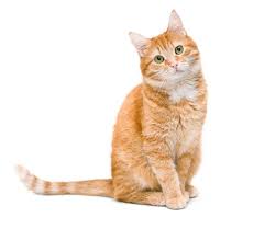 orange cat